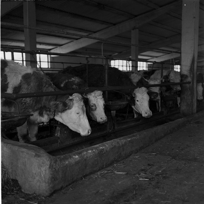 minerva_agricultura_1_c5r3_003