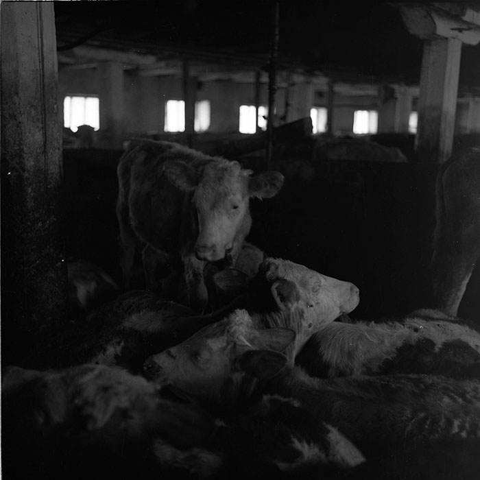 minerva_agricultura_1_c5r3_004