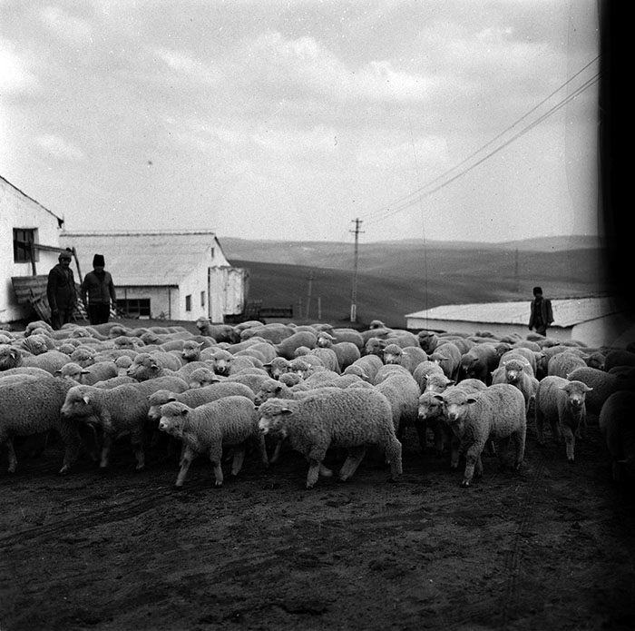 minerva_agricultura_1_c6r3_001