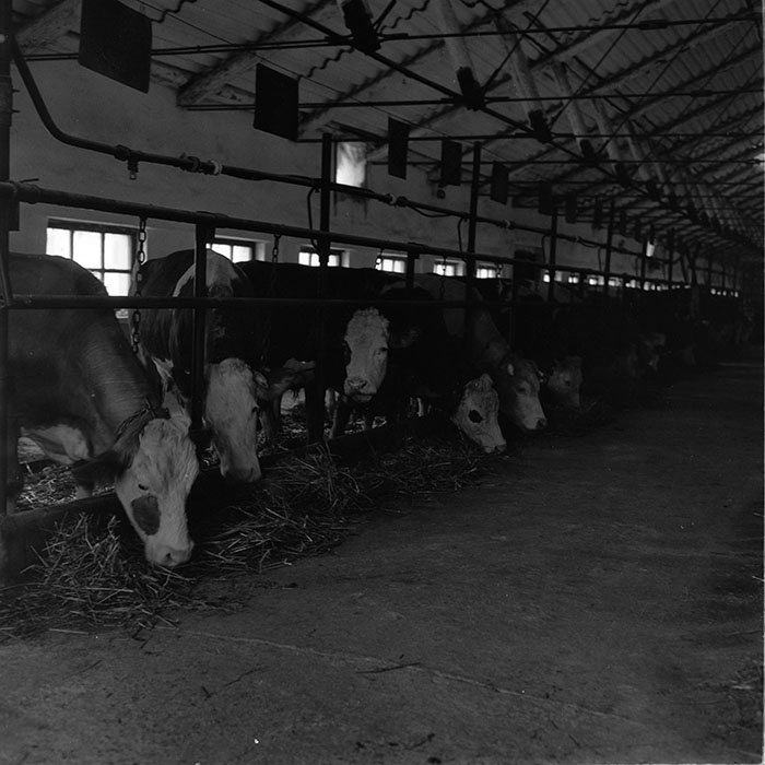 minerva_agricultura_1_c6r3_004