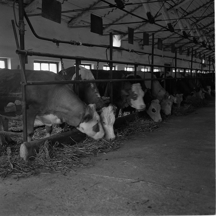 minerva_agricultura_1_c6r3_005