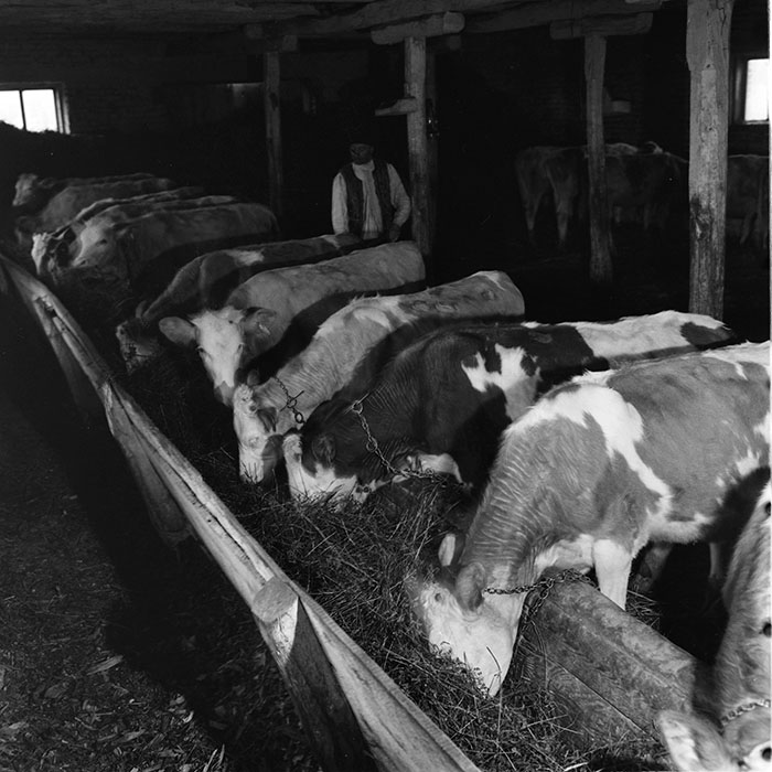 minerva_agricultura_1_c6r3_006