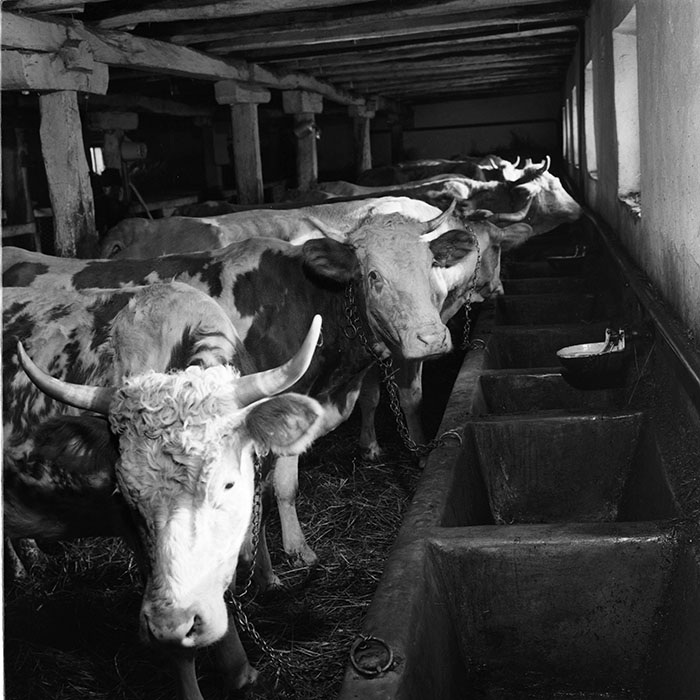 minerva_agricultura_1_c6r3_008