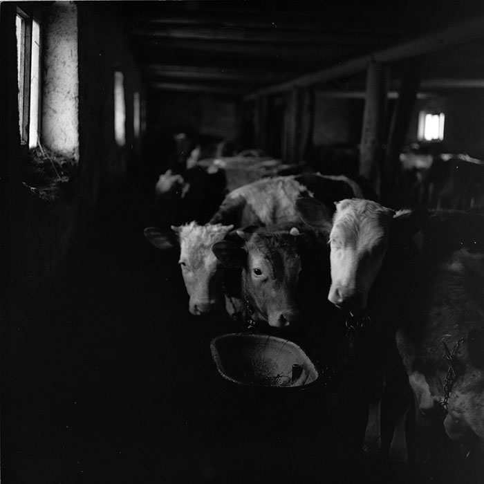 minerva_agricultura_1_c6r5_007