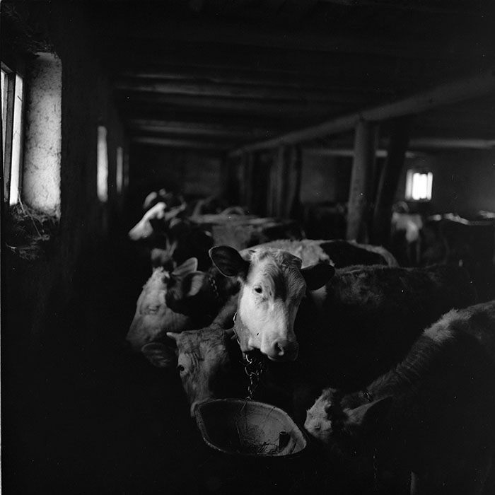 minerva_agricultura_1_c6r5_008