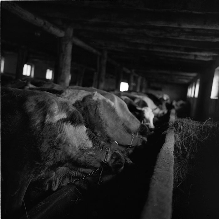 minerva_agricultura_1_c6r5_009