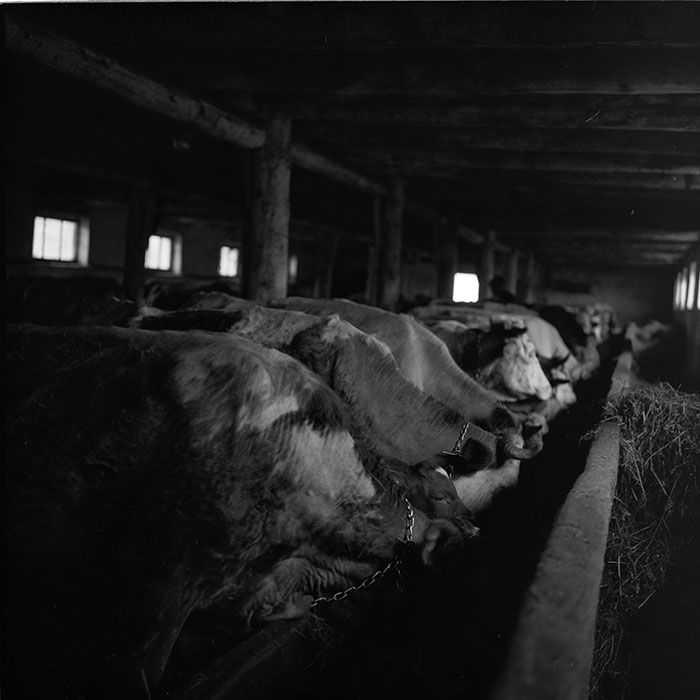 minerva_agricultura_1_c6r5_010