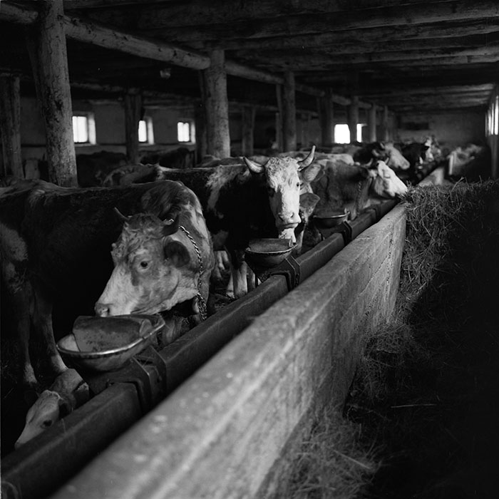 minerva_agricultura_1_c6r5_011