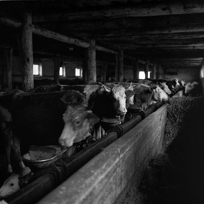 minerva_agricultura_1_c6r5_012