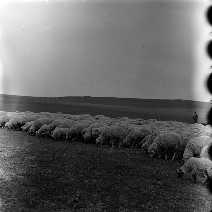 minerva_agricultura_1_c7r2_005