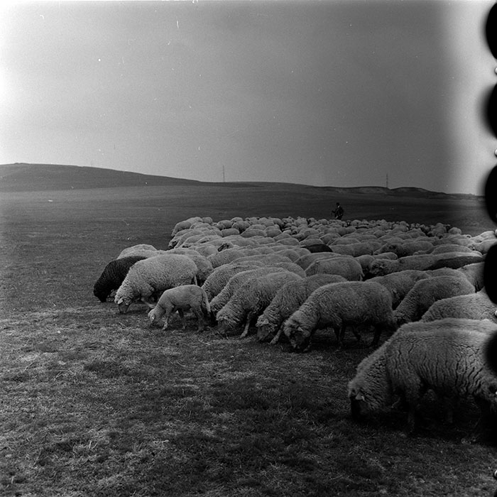 minerva_agricultura_1_c7r2_007