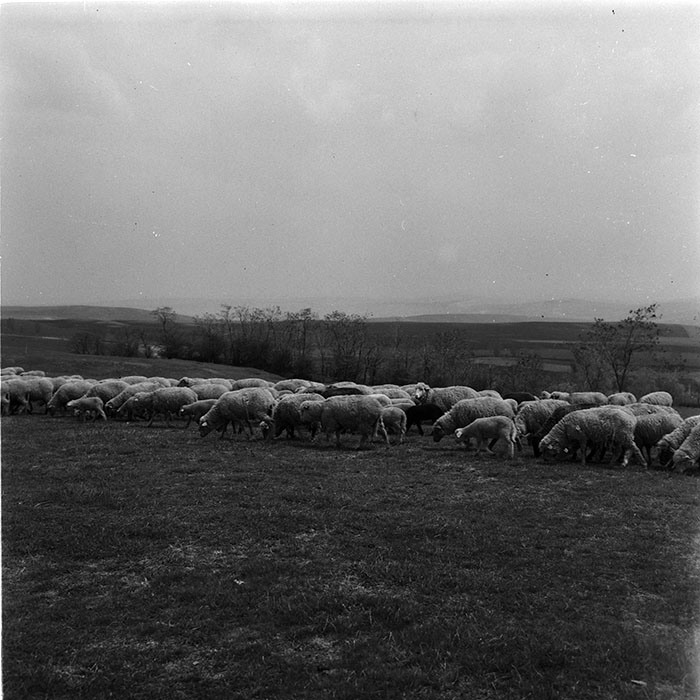 minerva_agricultura_1_c7r2_010