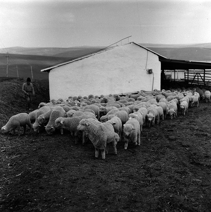 minerva_agricultura_1_c7r4_001