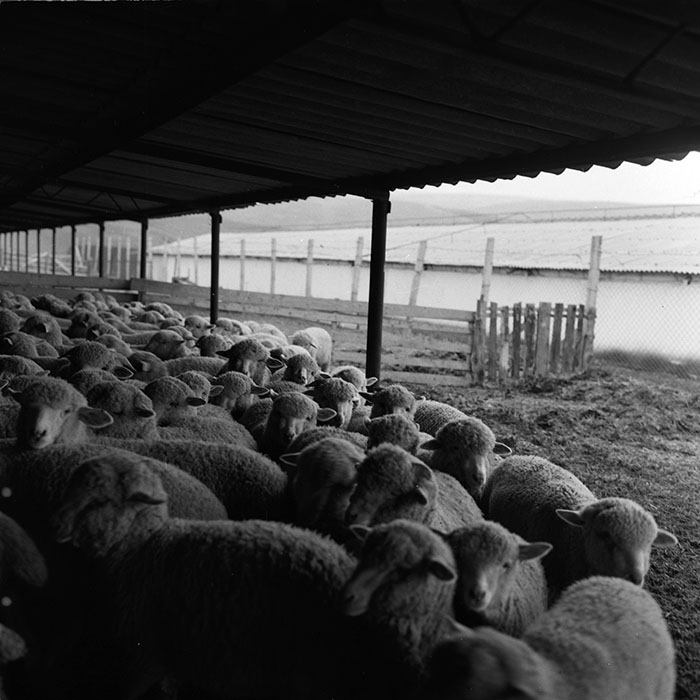 minerva_agricultura_1_c7r4_004