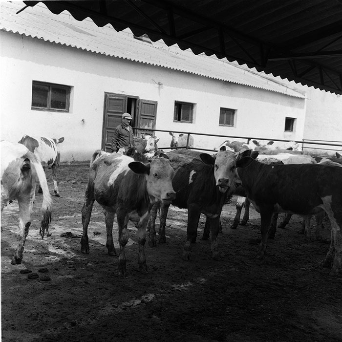 minerva_agricultura_1_c7r4_006