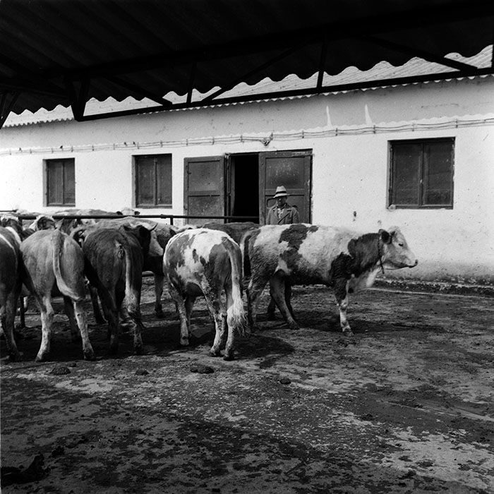 minerva_agricultura_1_c7r4_008