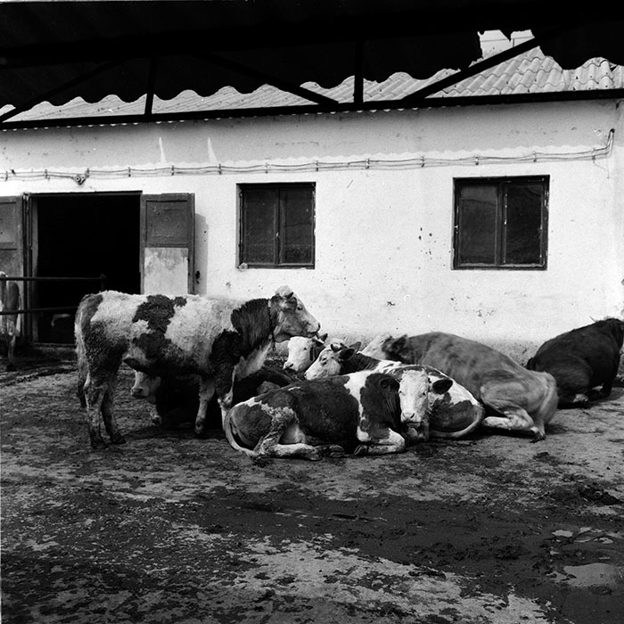 minerva_agricultura_1_c7r4_009