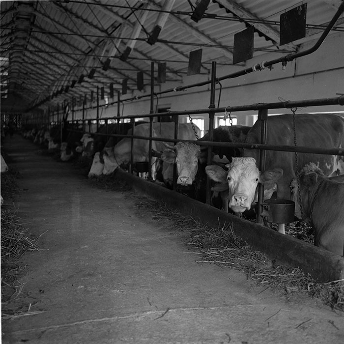 minerva_agricultura_1_c7r4_011