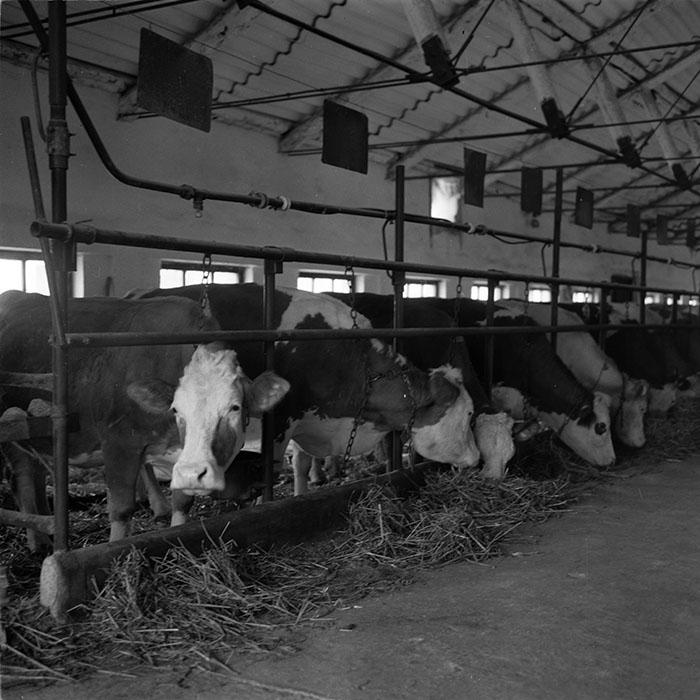 minerva_agricultura_1_c7r4_012