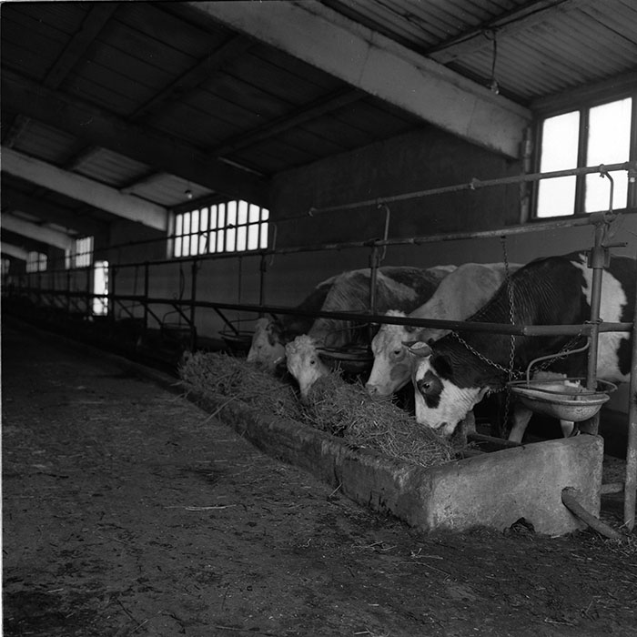 minerva_agricultura_1_c7r4_013