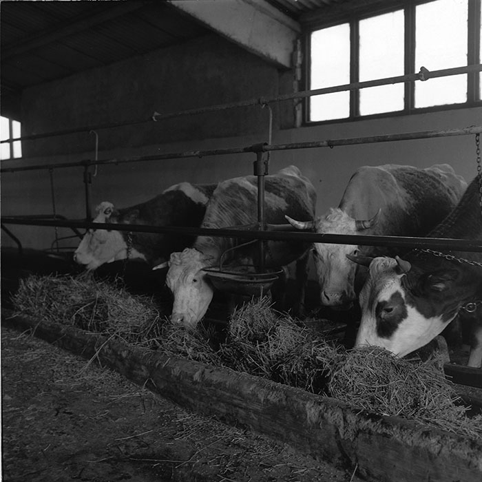 minerva_agricultura_1_c7r4_014