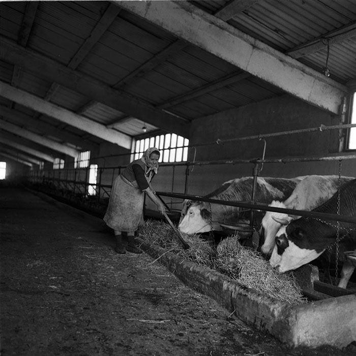 minerva_agricultura_1_c7r4_016