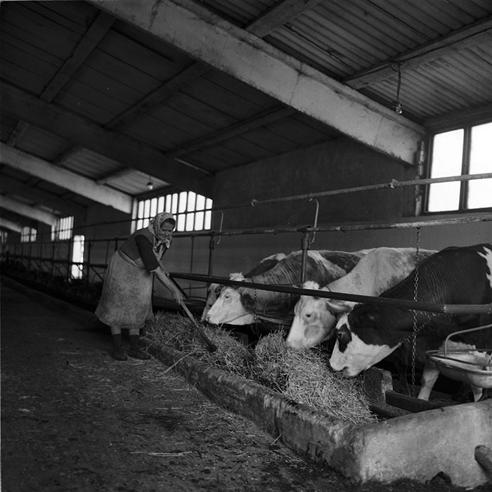 minerva_agricultura_1_c7r4_017