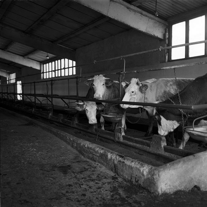 minerva_agricultura_1_c7r4_018