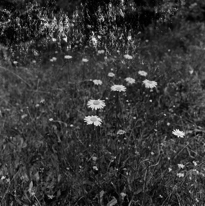 minerva_agricultura_1_c8r2_001