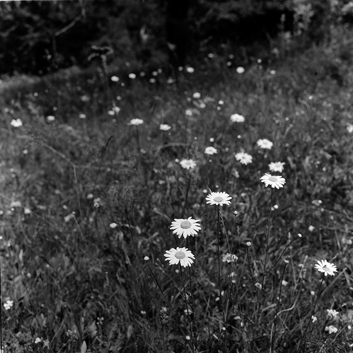 minerva_agricultura_1_c8r2_002