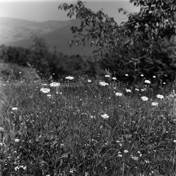 minerva_agricultura_1_c8r2_004