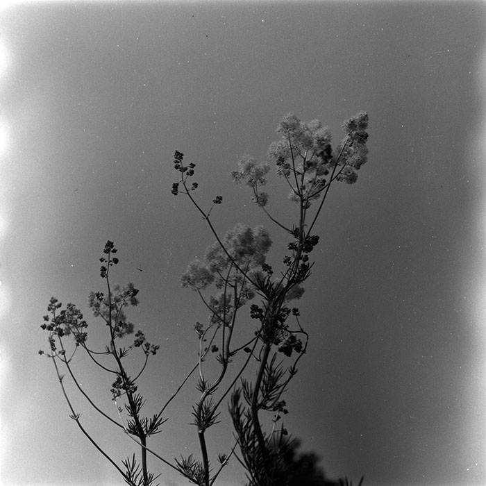 minerva_agricultura_1_c8r2_005