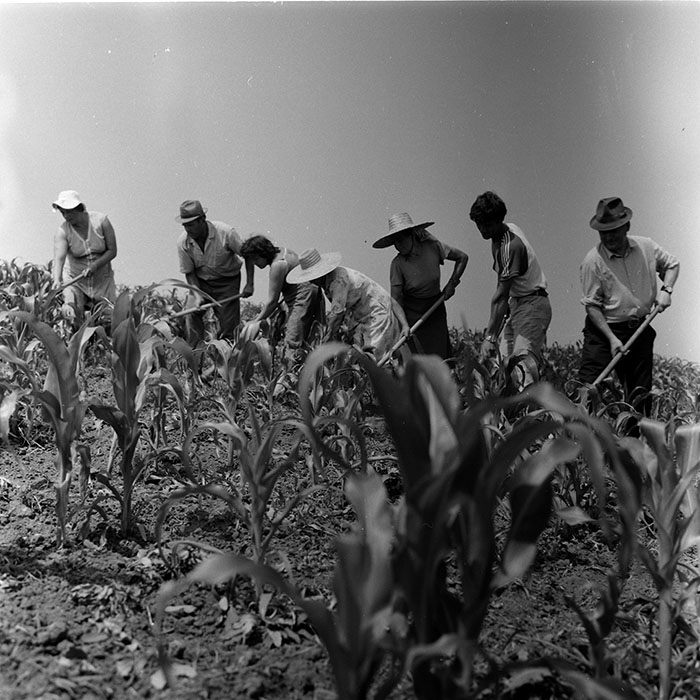 minerva_agricultura_1_c8r2_006