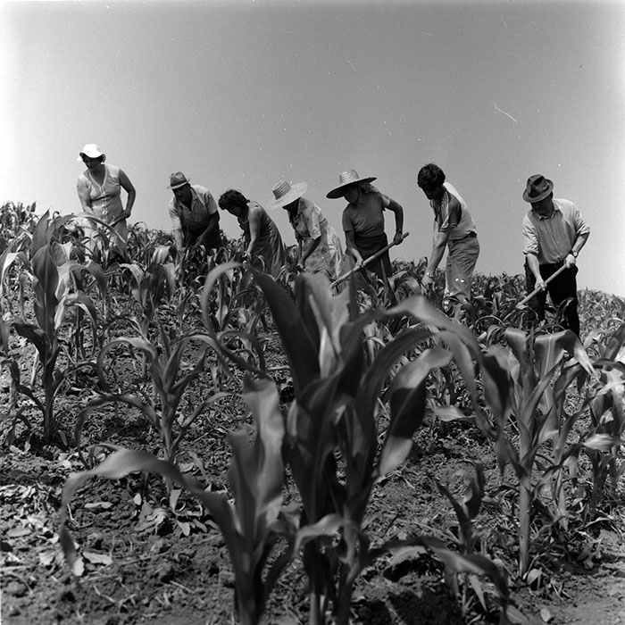 minerva_agricultura_1_c8r2_007