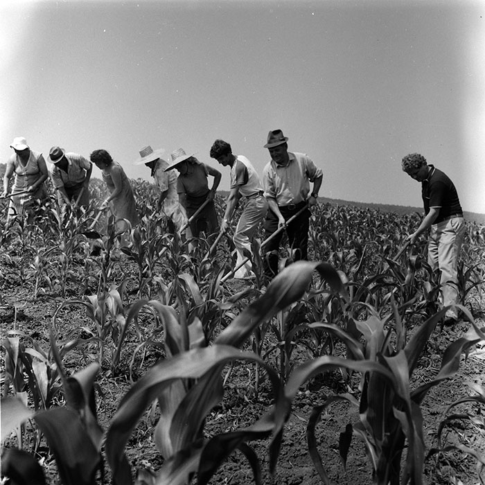 minerva_agricultura_1_c8r2_008