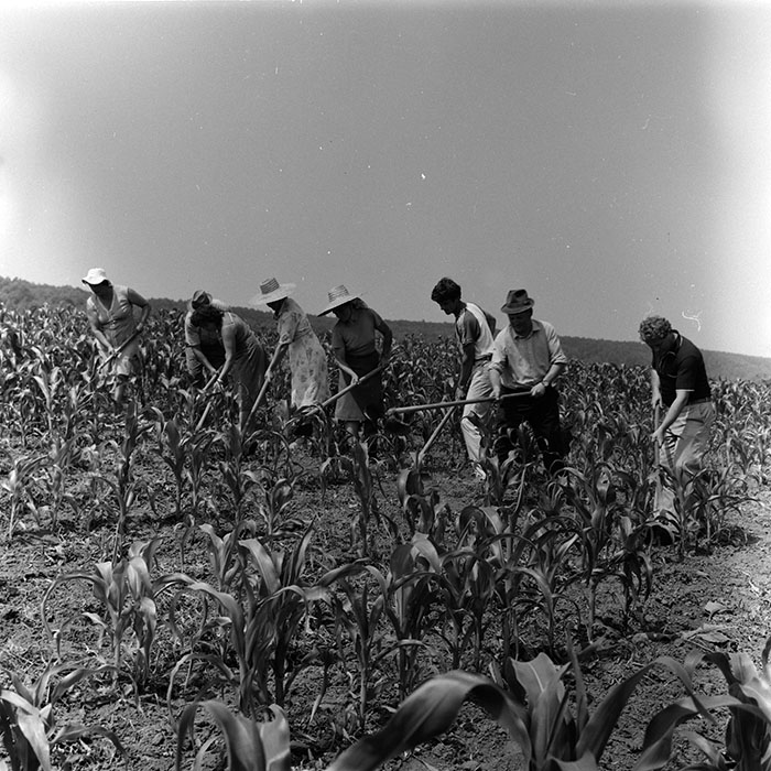 minerva_agricultura_1_c8r2_009