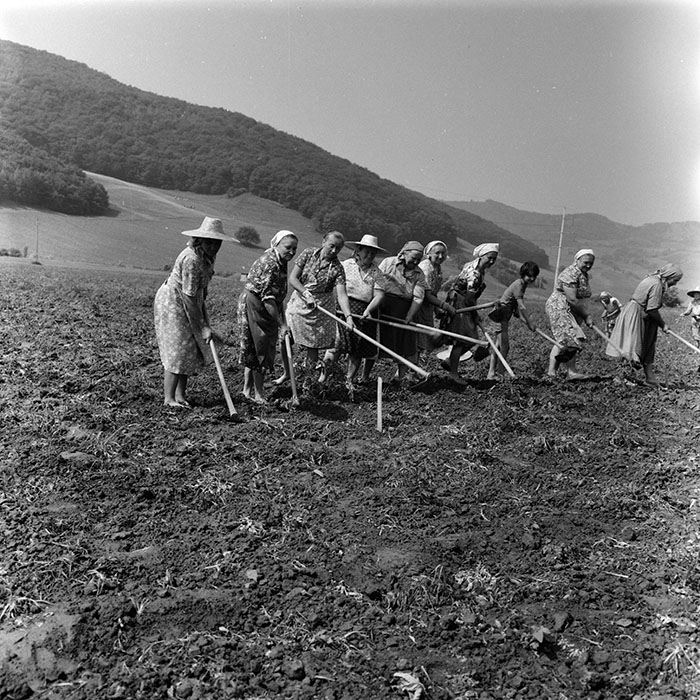 minerva_agricultura_1_c8r2_010