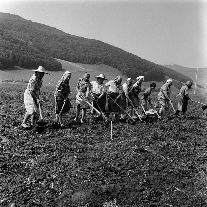 minerva_agricultura_1_c8r2_011