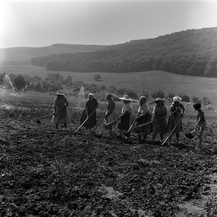 minerva_agricultura_1_c8r2_012