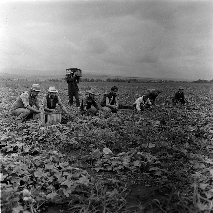 minerva_agricultura_1_c8r3_002