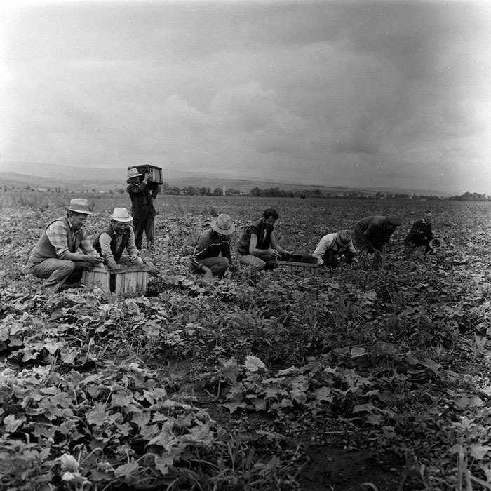 minerva_agricultura_1_c8r3_003