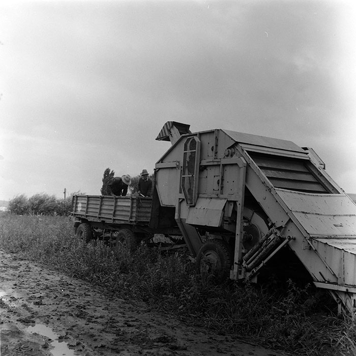 minerva_agricultura_1_c8r3_004