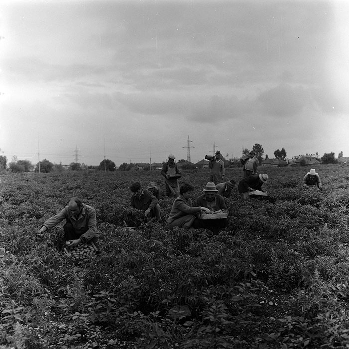 minerva_agricultura_1_c8r3_006