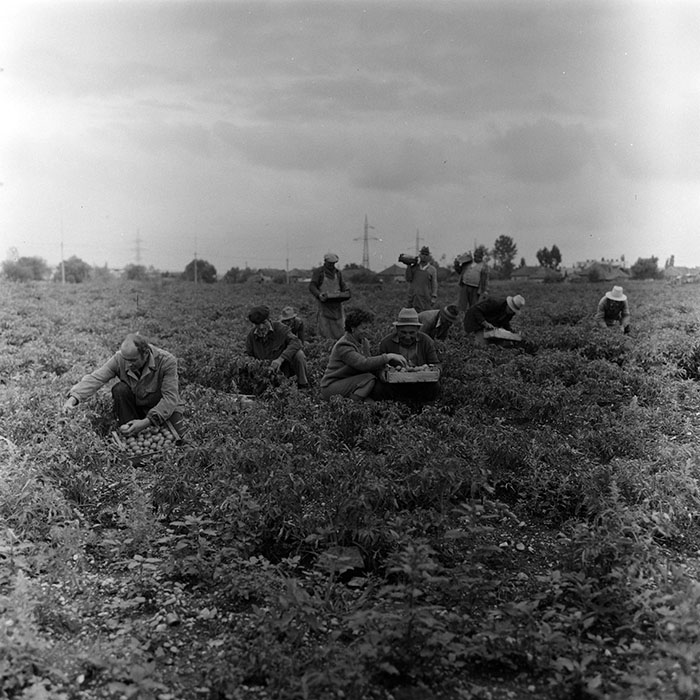 minerva_agricultura_1_c8r3_007