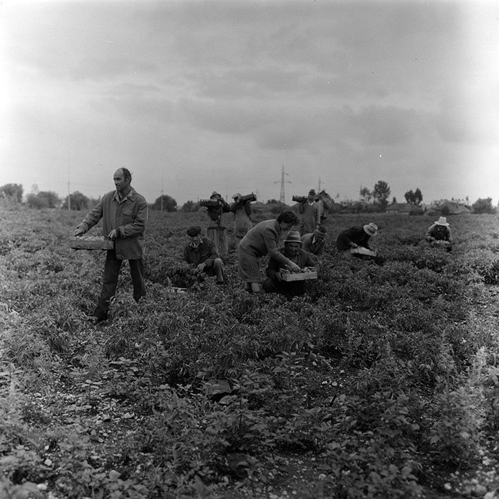 minerva_agricultura_1_c8r3_008