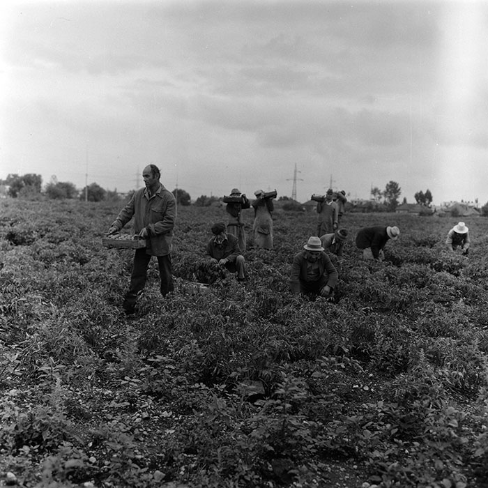 minerva_agricultura_1_c8r3_009