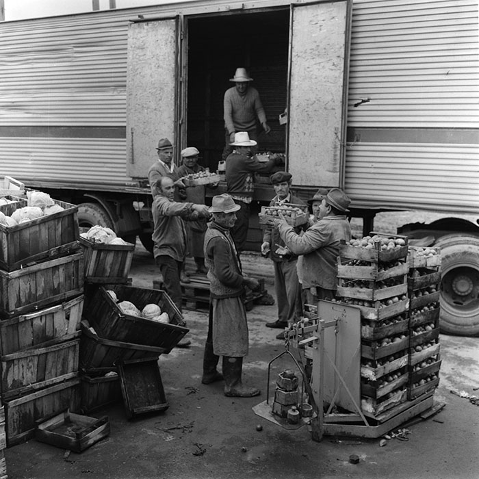 minerva_agricultura_1_c8r3_010