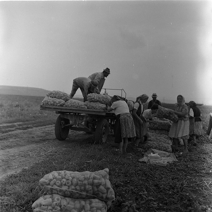 minerva_agricultura_1_c8r3_014