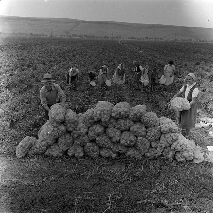 minerva_agricultura_1_c8r3_015