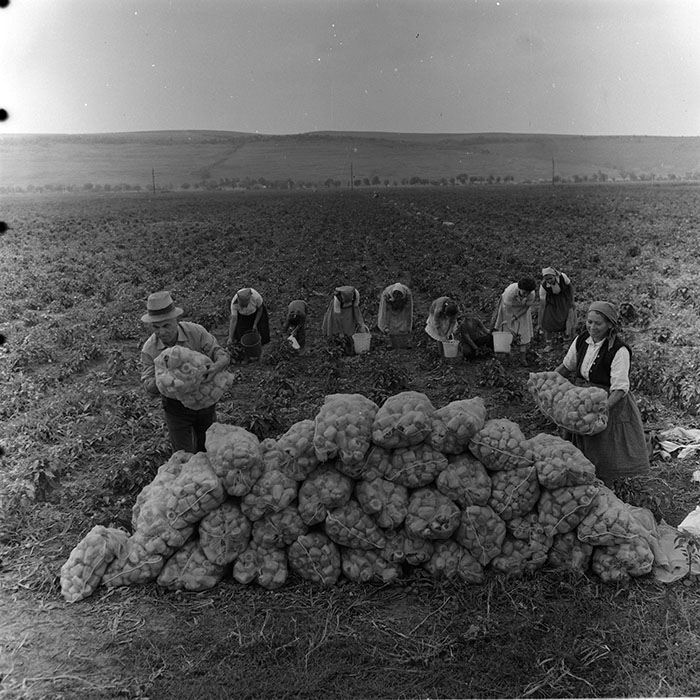 minerva_agricultura_1_c8r3_016